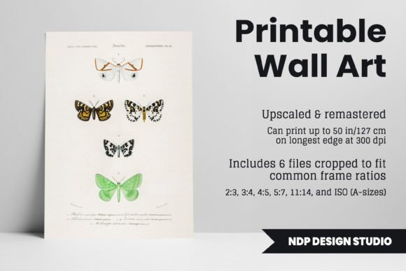 Download Vintage Moth Illustration Printable Art - Printable art Collection