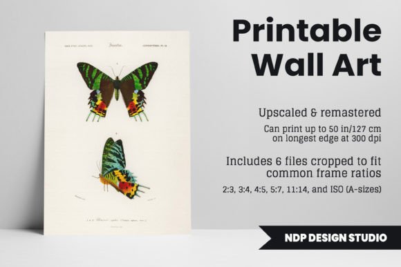 Download Vintage Moth Illustration Printable Art - Printable art Collection